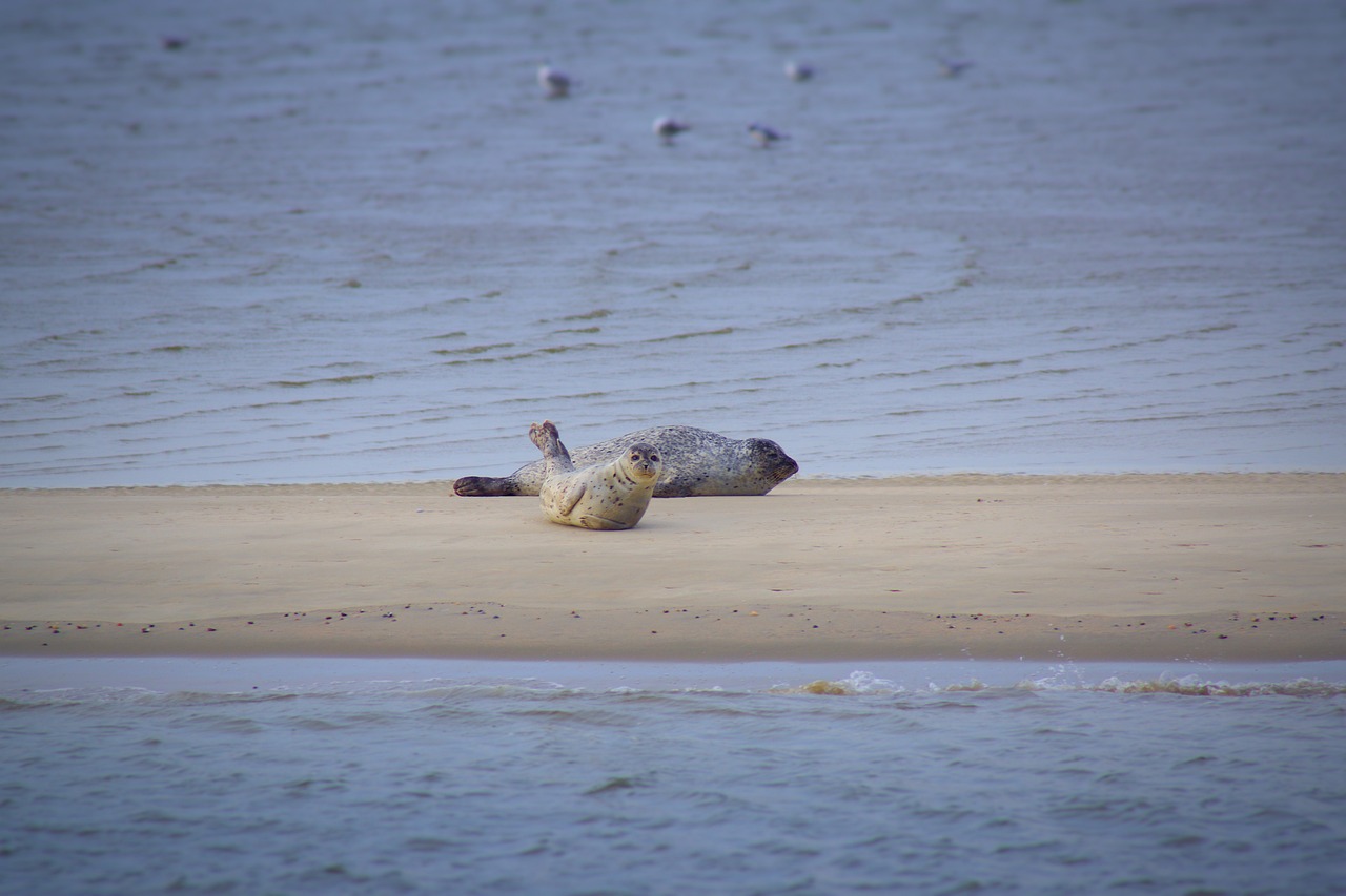 Seehund Norddeich